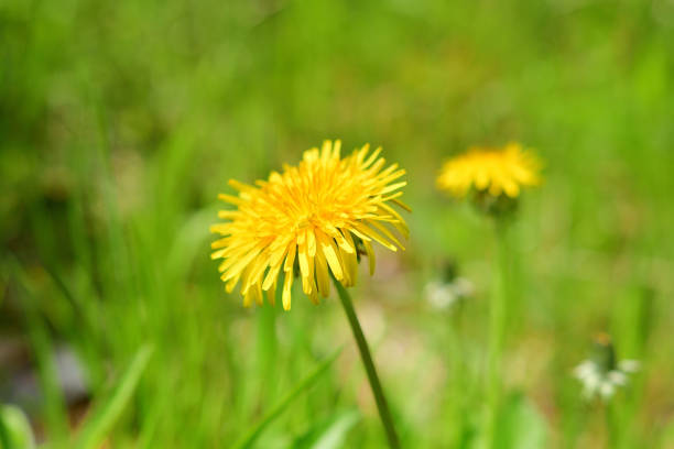 istock Dandelion yellow flowers 1398022431