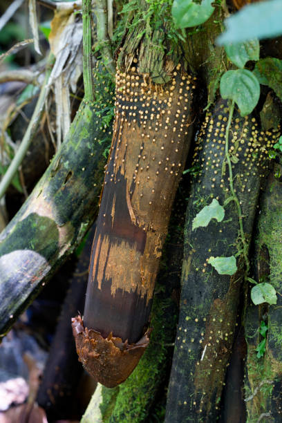 Huacrapona Palm Tree (Walking Palm)  - “Devil's Penis” (Pene del Diablo), Rainforest, Amazon, Ecuador stock photo