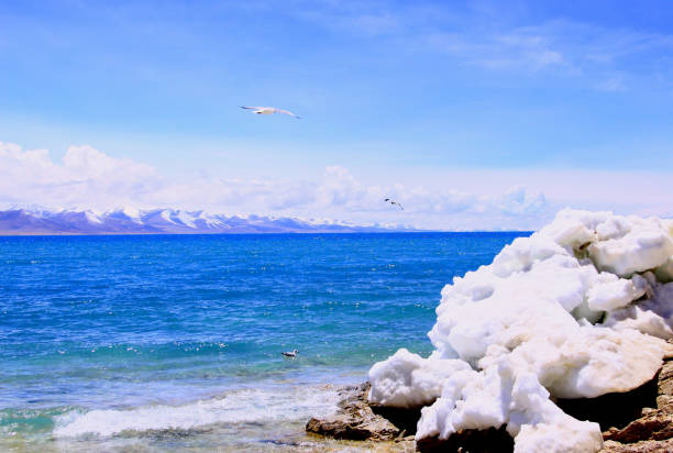 istock Namtso Lake in May,ice and gull 1398024867
