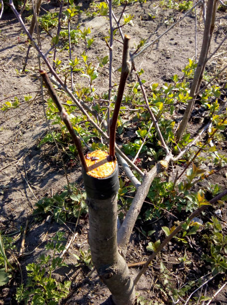 istock Grafted apple tree, spring grafting for bark. A cut of a tree trunk is smeared with organic paint, the graft is pressed with insulating tape. In the garden on a nice spring day 1398024877