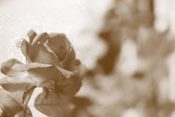 istock Sepia toned of rose flower with copy space 1398025657