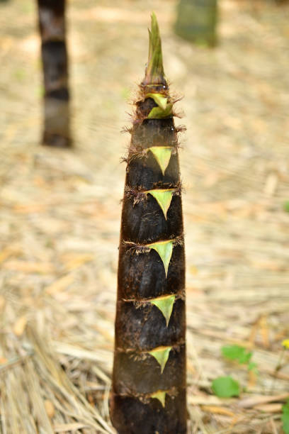 istock Bamboo shoots growing in the bamboo grove 1398027319