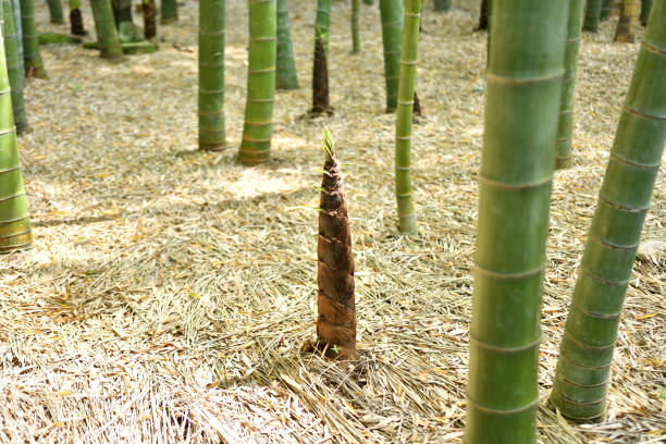 brotes de bambú que crecen en el bosque de bambú - bamboo shoot fotos fotografías e im�ágenes de stock