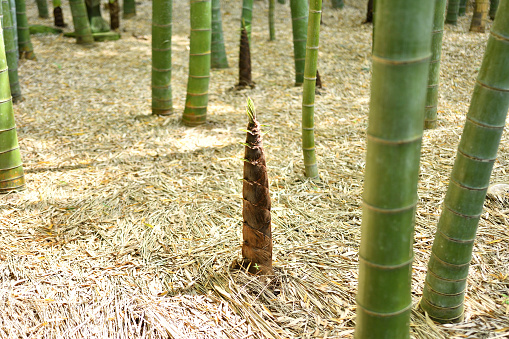 Bamboo thickets in the park, green background with tropical bamboo, web banner for site. High quality photo