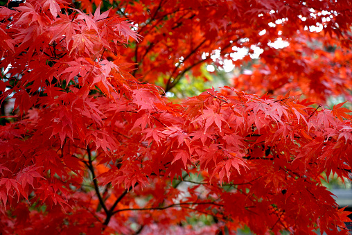 The beautiful red maple leaves on the maple tree in autumn. The Historic Villages, one of the UNESCO World Heritage Sites. Nagoya, Japan.
