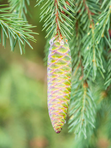 istock Young spruce cone with cured resin on a sunny morning in the forest. Copy space. Vertical image. 1398028135