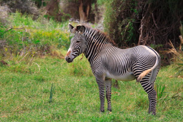 istock Grevy's Zebra or Imperial zebra ,Equus grevyi 1398029382