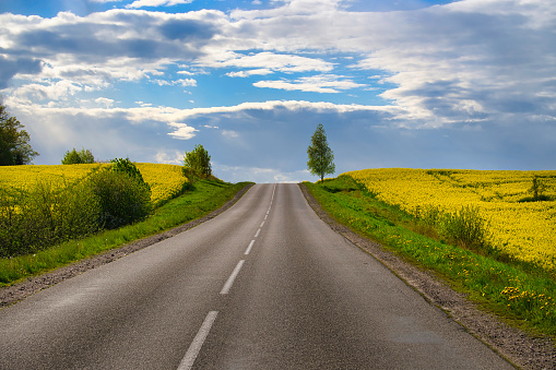 Empty asphalt road through picturesque countryside landscape with beautiful yellow fields under the blue sky with white clouds