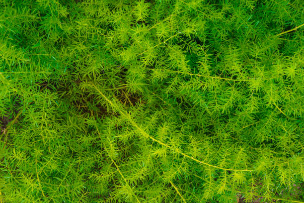 spargelfarnpflanze im garten. nahaufnahme von asparagus densiflorus - fern leaf plant close up stock-fotos und bilder