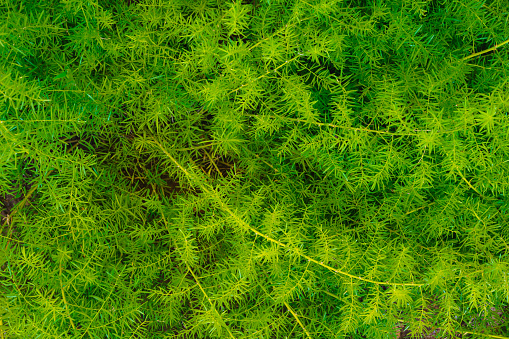 Asparagus Fern Plant in the garden. Close up of Asparagus Densiflorus, full frame