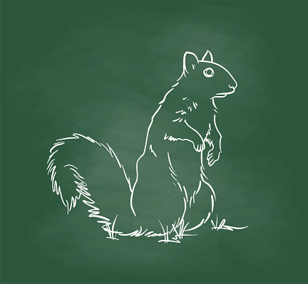 Squirrel on Hind Legs Chalkboard