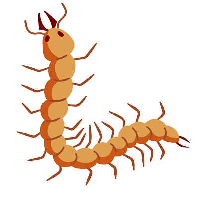 Nasty insect. Centipede and millipede. Flat cartoon isolated on white.