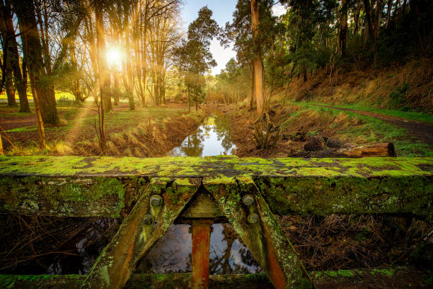 moos bedeckt eisige alte holzbrücke - moose covered stock-fotos und bilder