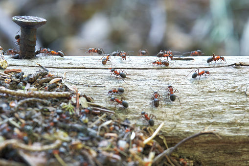 Red Wood Ants living and working on dead trunk with a rusty metal nail