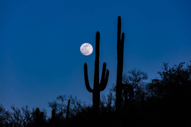 vollmond, saguaro-kaktus. blauer himmel. - sonora state stock-fotos und bilder