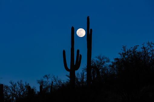 Full moon rising next to silhouette of saguaro cactus, arms upraised. In Arizona's Sonoran desert. Deep blue sky in background.