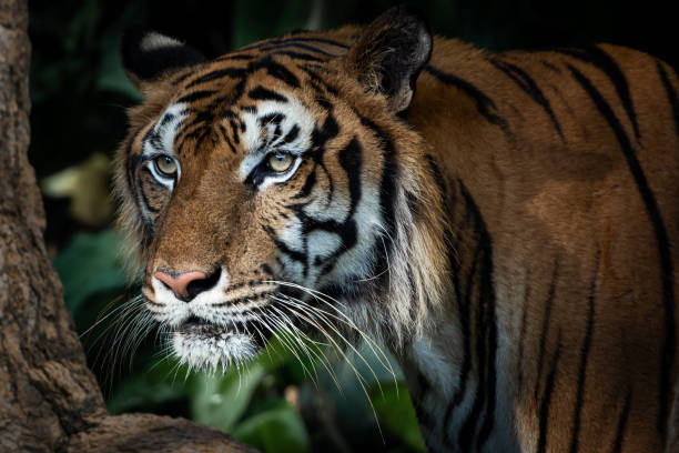 istock Photos of tiger in naturally. 1398038009