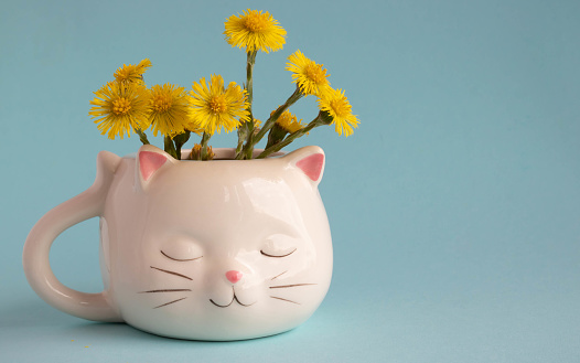 White coffee mug in the shape of a cat with pink ears, mother-and-stepmother flowers close-up on a blue background. Place for your text.
