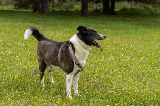 istock black and white border collie playing in a meadow with flowers 1398039701