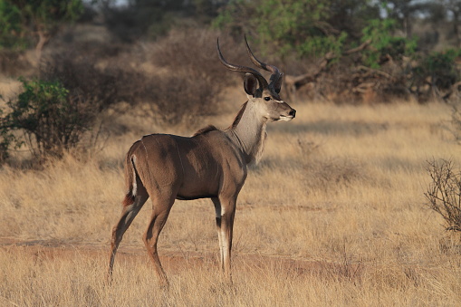 Running Kudu in the savanna ,they are rarely seen in the open.