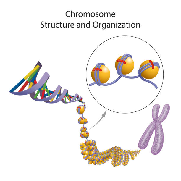 illustration der chromosomenstruktur und -organisation - chromatid stock-grafiken, -clipart, -cartoons und -symbole