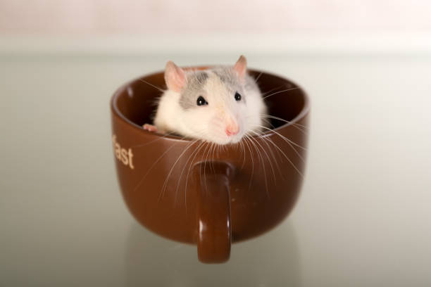istock portrait of a domestic rat 1398041608