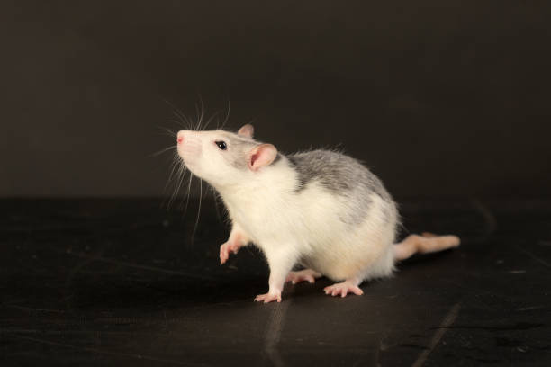 istock studio portrait of a rat 1398041626