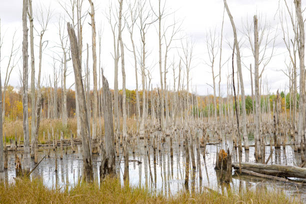 istock A swamp with dry dead trees, logs, and flowering cattails. Environmental problems, waterlogging of the territory, uninhabitable areas. Natural background 1398042589