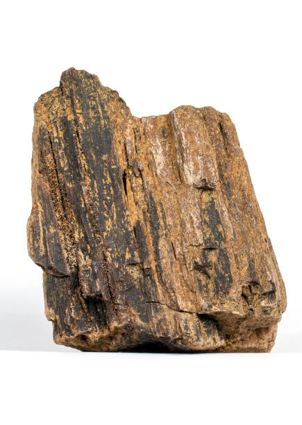 istock A piece of petrified wood on a white background. 1398042592