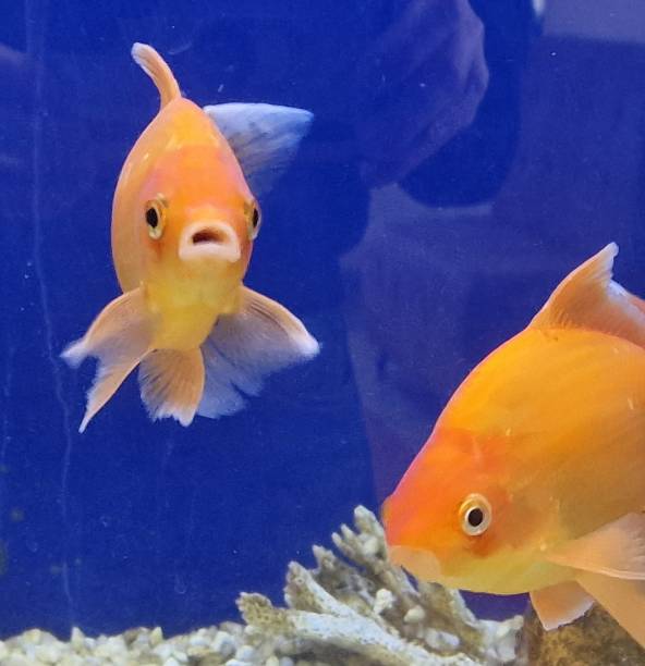 istock goldfish swimming in an aquarium 1398042838