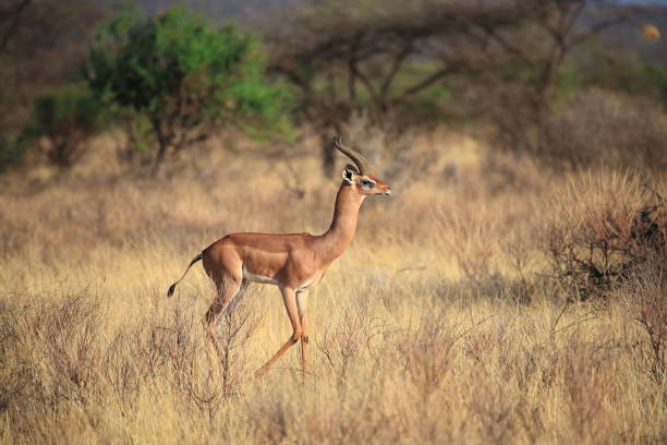 istock Gerenuk antelope or Litocranius walleri 1398042991