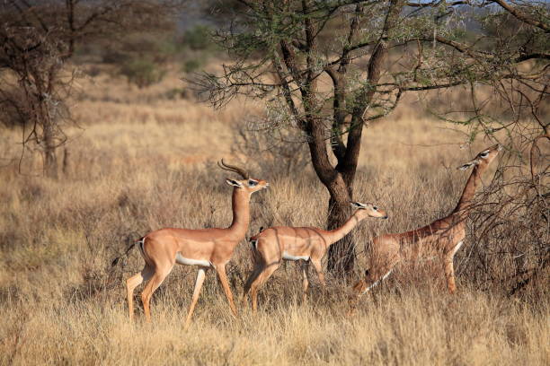 istock Gerenuk antelope or Litocranius walleri 1398043016