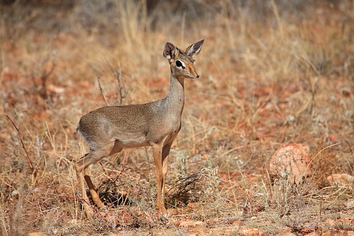 Dik-Dik Smallest antelope that live in the bushlands of Kenya , 30 to 40 cm at shoulder