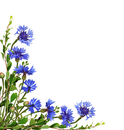Blue knapweed flowers and green twigs in a corner floral arrangement isolated on white background