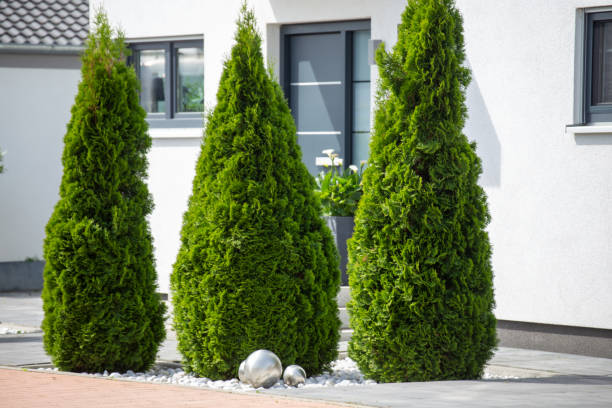 istock Modern and well-kept front garden with thuja trees 1398044087
