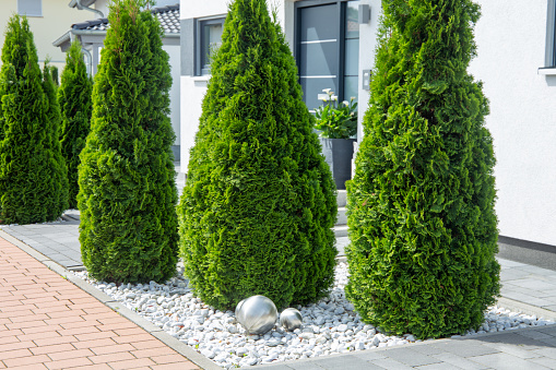 Modern and well-kept front garden with thuja trees