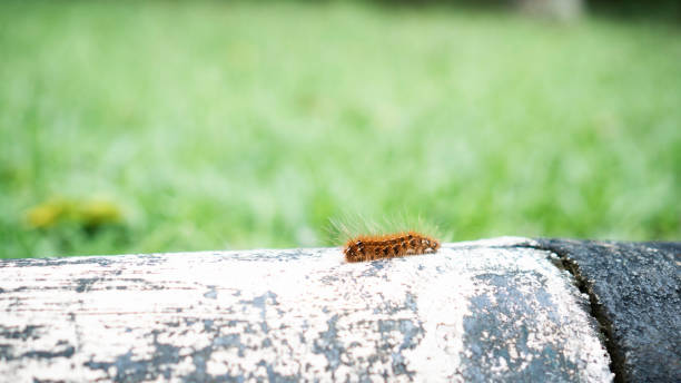 brown caterpillar beside the village road close up brown caterpillar beside the village road caterpillar's nest stock pictures, royalty-free photos & images