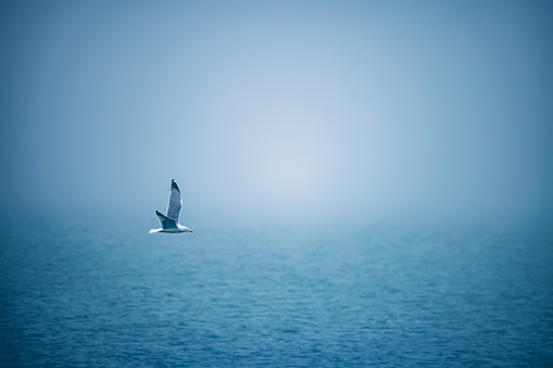 Sea ripple water with morning fog and flying seagull