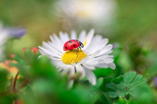 Camomile flower with ladybug and green background