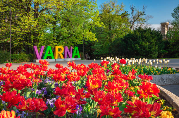 Group of colorful tulip in the sea garden of Varna. stock photo