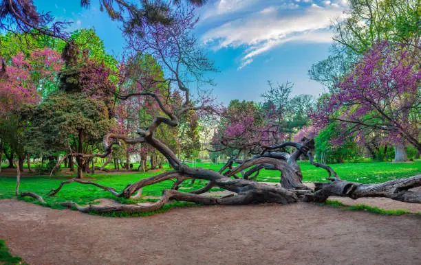 Photo of Crooked twisted trunks tree in the Sea Garden in Varna, Bulgaria