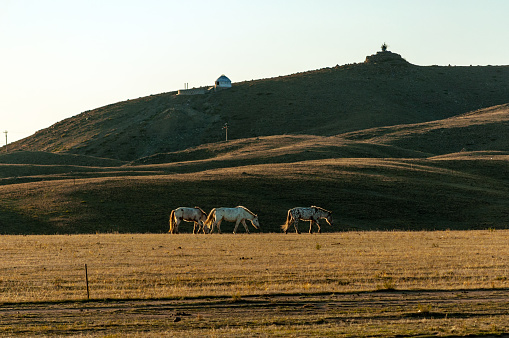 Xilamuren Grassland is located in Baotou Prefecture Hohhot, Inner Mongolia. It is a typical plateau grassland with a chain of undulating hills around it.