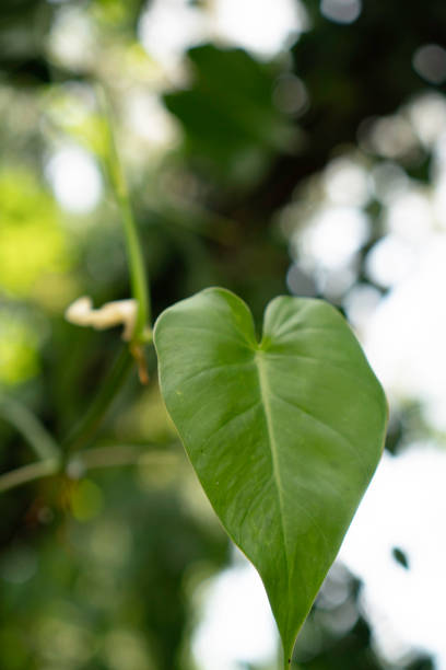 istock Kava leaf or awa on garden 1398051997