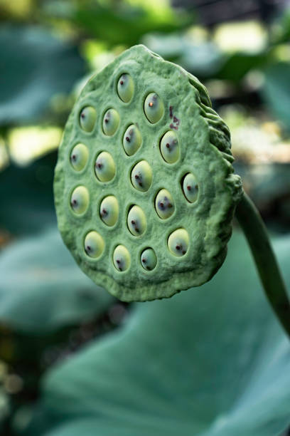 정원에있는 아름다운 nelumbo nucifera 씨앗 또는 연꽃 연못 씨앗을 보여주는 사진. - lotus leaf 뉴스 사진 이미지