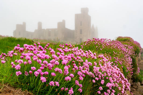 Cruden Bay, Scotland, UK - May 17, 2022: Sea Thrift (Armeria maritima) on the cliff top by the ruin of Slains Castle, seen shrouded in fog behind.  Slains \
