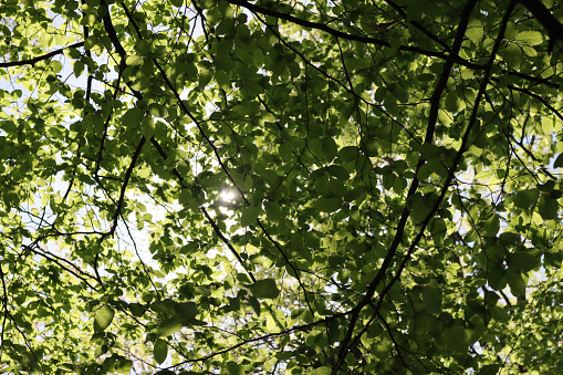 European or common hornbeam with  fresh green leaves against sunlight. Carpinus betulus