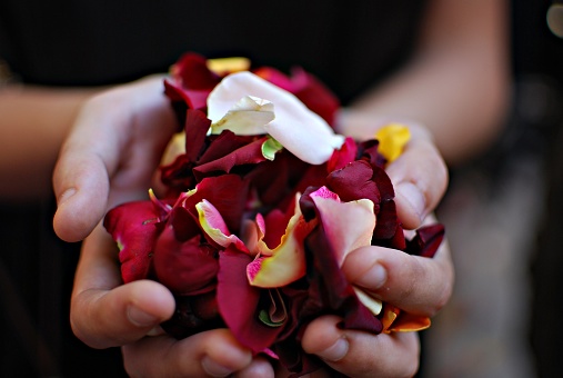 Hands holding rose petals ready to throw to the bride