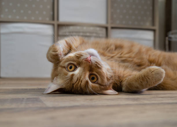 istock ginger cat with yellow eyes 1398053161