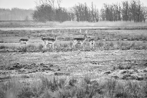 free living deer in black and white on the darss. Mammals with antlers in Germany.animal photo from nature