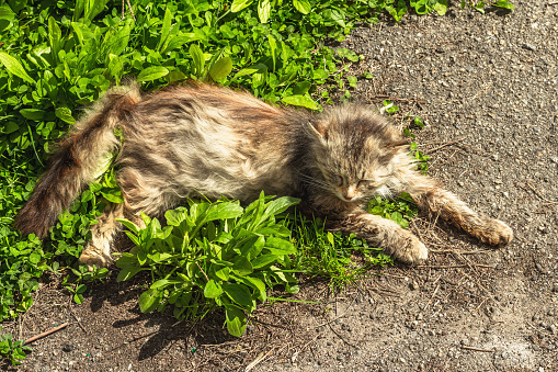The cat is lying on the street. The pregnant cat poses for the photographer on the green grass. The domestic cat went for a walk in the garden
